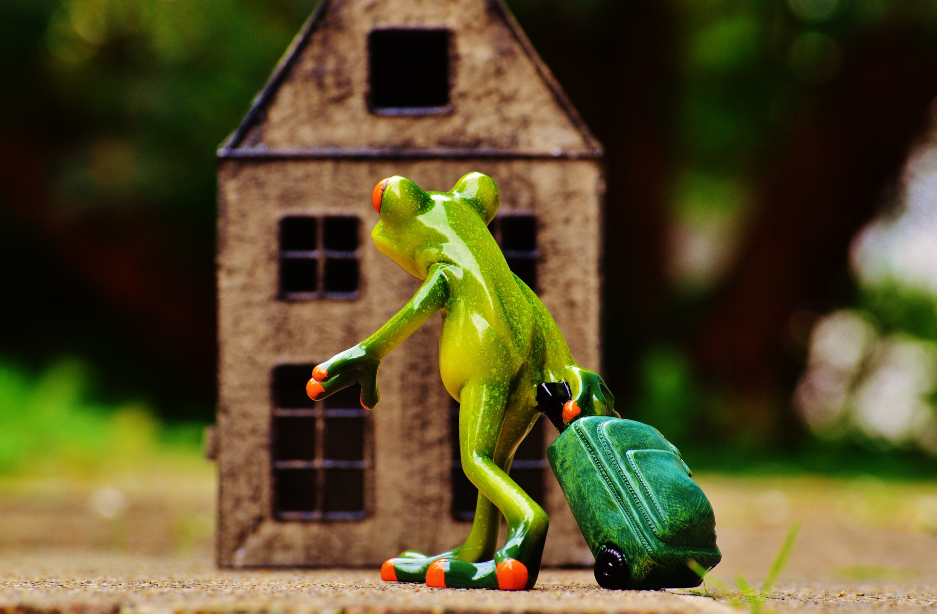 frog-986034_1920